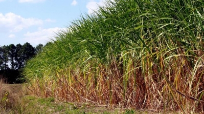 Chuvas retornam para áreas de cana-de-açúcar em SP e MS neste fim de semana