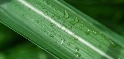 Irrigação por assinatura? Novidade é um dos destaques da Netafim na Agrishow 2022