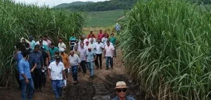 Usina Coaf realiza Dia de Campo sobre novas variedades de cana com cooperados