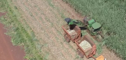 Centro-Sul tem menor moagem de cana-de-açúcar na década; produção de etanol é a mais baixa em 4 anos