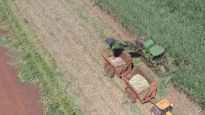 Centro-Sul tem menor moagem de cana-de-açúcar na década; produção de etanol é a mais baixa em 4 anos