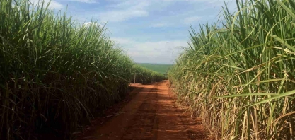 Usina Coaf melhora nota ambiental da cana, emitirá mais CBios e produtores ganharão mais
