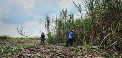 Temporada 2021-22: Indonésia e Bangladesh são os principais destinos das exportações indianas de açúcar