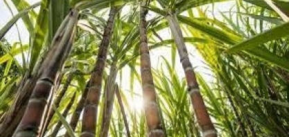 Movimento atípico de distribuidora “raspa” mais de 800 mil CBios na B3