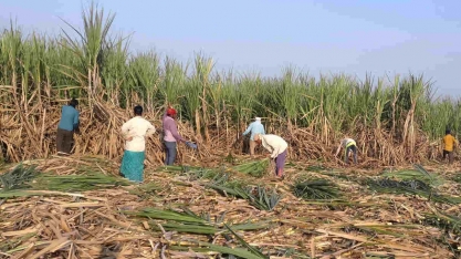 Estado indiano produtor de açúcar fornecerá subsídio para moagem de cana excedente