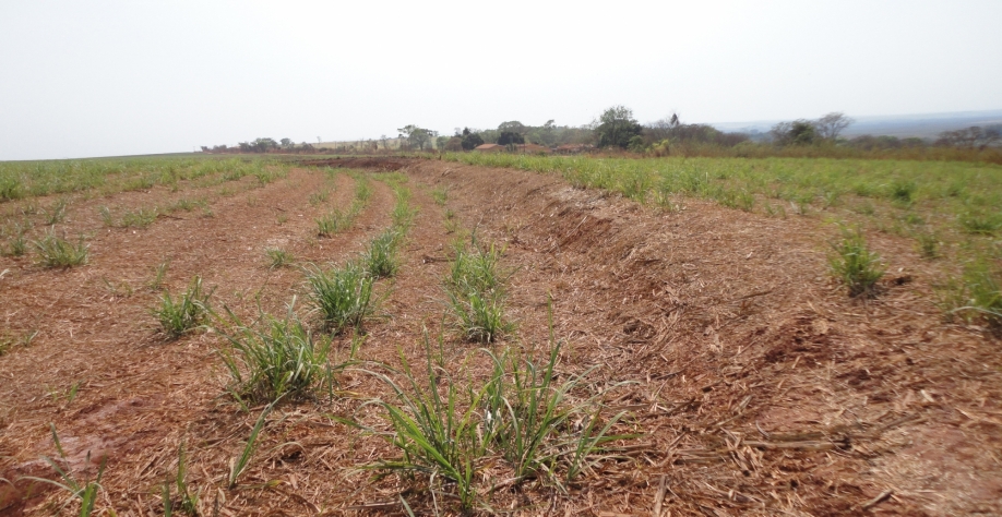 “Safra de folhas e falhas” é a herança deixada pelas intempéries de 2021. Foto: Arquivo CanaOnline