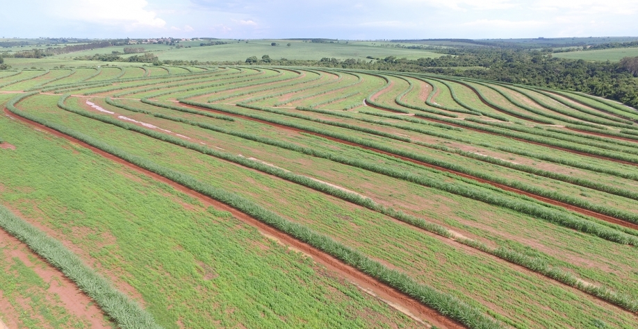  Além de trabalharem junto dos microrganismos na ciclagem de nutrientes, adubos verdes irão fixar nitrogênio, que ficará disponível ao longo do tempo para a cultura. Foto: Arquivo CanaOnline