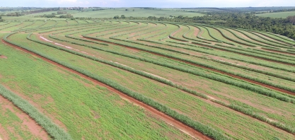 Rotação para melhoria da qualidade do solo e aumento de produção deve ser feita com adubos verdes. Soja e amendoim são alternativas para incremento de renda