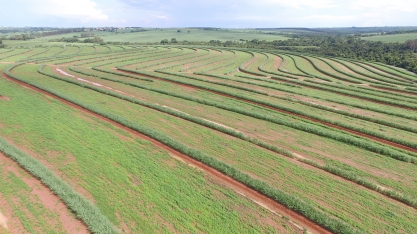 Rotação para melhoria da qualidade do solo e aumento de produção deve ser feita com adubos verdes. Soja e amendoim são alternativas para incremento de renda