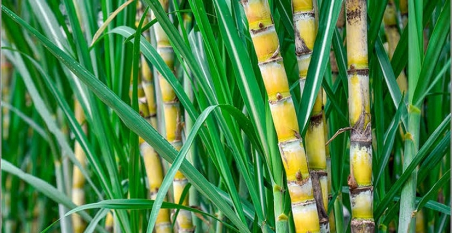 Fundepes gerencia maior programa de melhoramento genético da cana-de-açúcar do Brasil - Foto: Assessoria