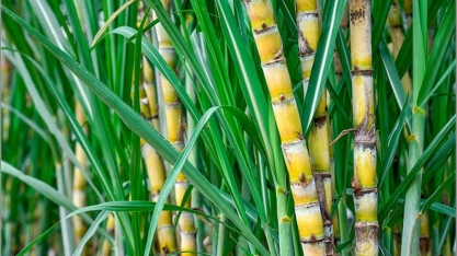 Fundepes gerencia maior programa de melhoramento genético da cana-de-açúcar do Brasil