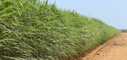 Cana de ano pode ser bastante produtiva e gerar lucro antecipado, principalmente se for irrigada por gotejo