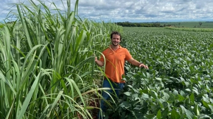 Cultivo da soja em Morro Agudo, SP, cresce em áreas antes dominadas pela cana-de-açúcar; entenda