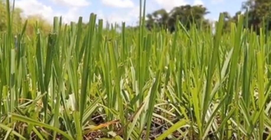 Imagem ilustrativa - Foto: Reprodução