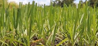 Usina moderniza no uso de sistema meiosi no plantio da cana