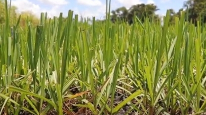 Usina moderniza no uso de sistema meiosi no plantio da cana