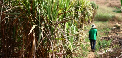 Guatemala é a nova fronteira para o etanol