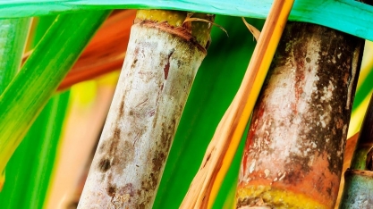 Corteva Agriscience lança portfólio de biológicos para cana-de-açúcar