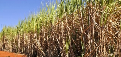 Prosa Rural - Consórcio com milho muda a logística de plantio da cana