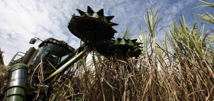 Green Pool prevê superávit global de açúcar em 2022/23