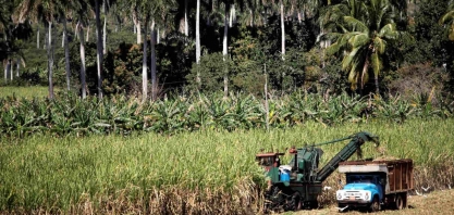 BB (BBAS3) emitirá primeira CPR ambiental de fazenda de cana em Araraquara