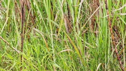 Após explosão de infestações de plantas daninhas no primeiro trimestre, produtores e usinas buscam por herbicidas seletivos e de alta eficiência na Agrishow 2022