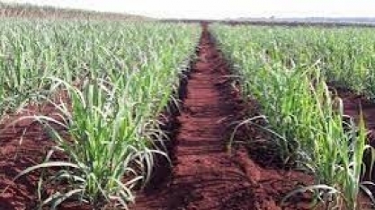 Agrishow 2022: Cultivador Quebra-Lombo Rotativo corrige o solo, desmancha o lombo e aterra o pé da cana com perfeição.