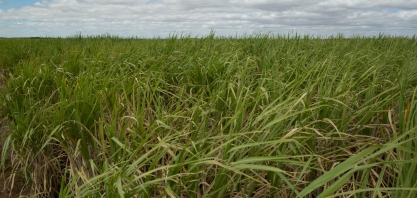 UPL leva biossoluções e linha para proteção vegetal à Agrishow, em Ribeirão Preto (SP)