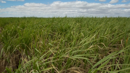 UPL leva biossoluções e linha para proteção vegetal à Agrishow, em Ribeirão Preto (SP)