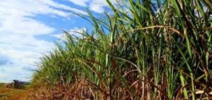 BNDES suspende linha de crédito para agricultura familiar com juro subsidiado