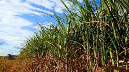 BNDES suspende linha de crédito para agricultura familiar com juro subsidiado