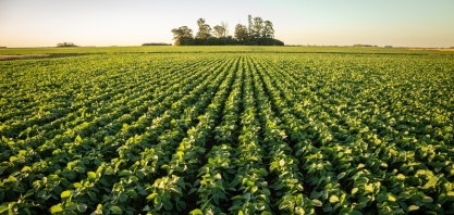 GDM cria primeira soja editada no Brasil