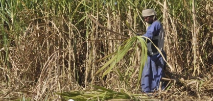 Egito pretende alcançar autossuficiência de açúcar até 2023