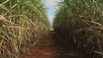 Cana: Feplana orienta produtores a otimizarem adubação