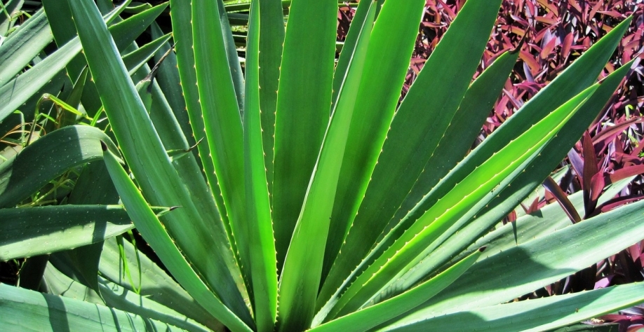 O sisal, ou agave, tem imenso potencial produtivo no campo e para bioenergia (Pixabay)