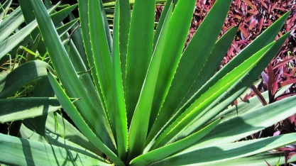 Biofábricas validam etanol do sisal, na rota do “recaatingamento” da devastada Caatinga