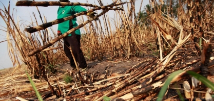 Açúcar/Tailândia: produção deve crescer 2,6% em 2022/23 para 10,5 milhões de t, diz adido do USDA