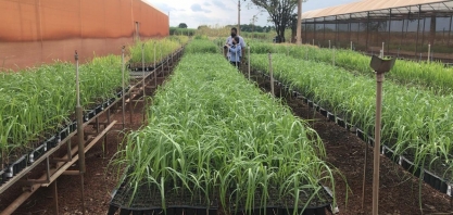 Novas variedades de cana do IAC podem revolucionar agronegócio