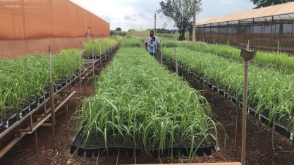 Novas variedades de cana do IAC podem revolucionar agronegócio