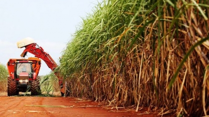Nordeste tem previsão de crescimento na produção de cana