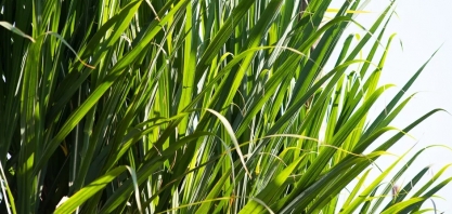 Soluções com inteligência artificial vão de robôs que monitoram plantações a controle biológico da cana