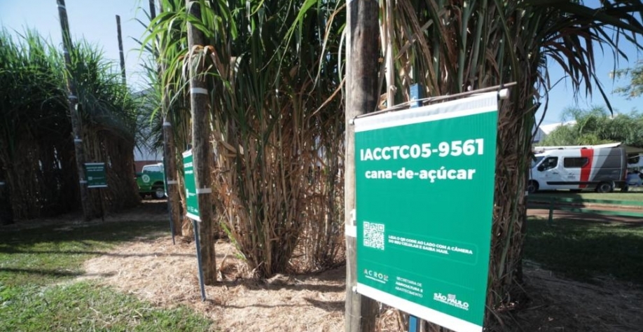 Instituto também desenvolve sistema inédito de mudas pré-brotadas