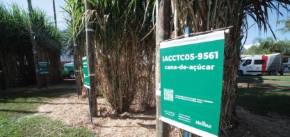 IAC apresenta novas variedades de cana e incentiva produção sustentável