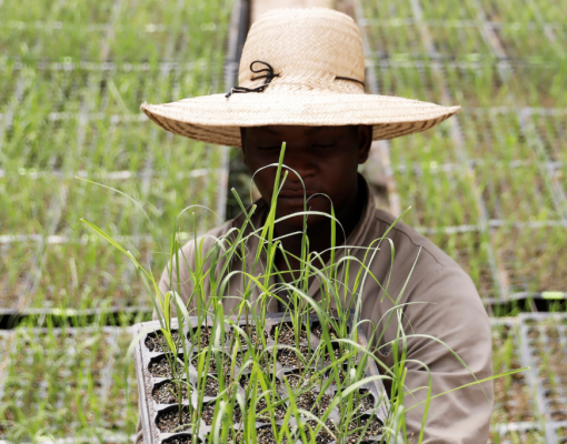 Trabalhador com mudas de cana transgênica. Nacho Doce/Reuters