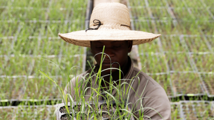Plantio de cana transgênica quase dobra na nova safra do Brasil, diz CTC