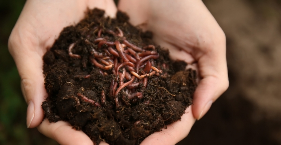 Quantidade de matéria orgânica nas áreas em função da presença da palha e rotação de cana com milheto ou adubos verdes tem contribuído para o surgimento desses animais. Foto: Banco de dados Internet