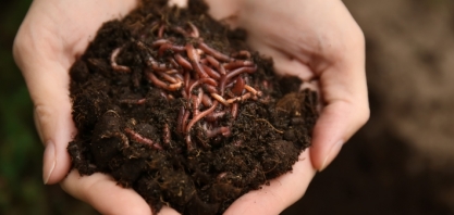 Presença de minhocas no canavial indica ápice da saúde do solo