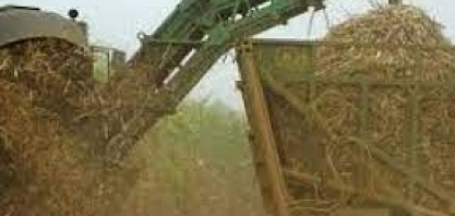 Cana-de-açúcar deve ter aumento de produção na safra 2022/2023