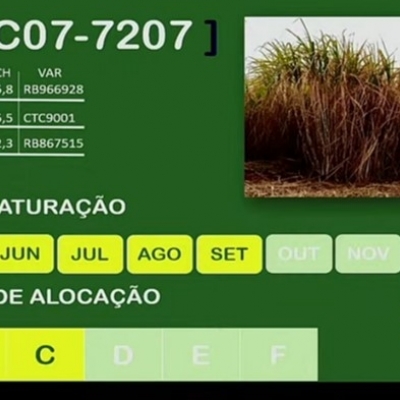 Nova variedade de cana IACCTC07-7207 apresenta 53% mais colmos que