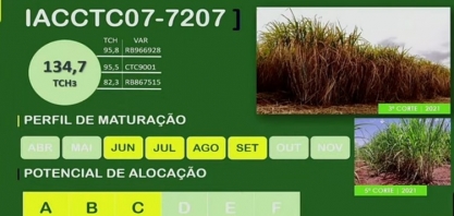 Nova variedade de cana IACCTC07-7207 apresenta 53% mais colmos que a RB867515